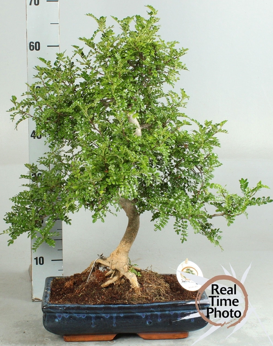<h4>BONSAI GEM</h4>