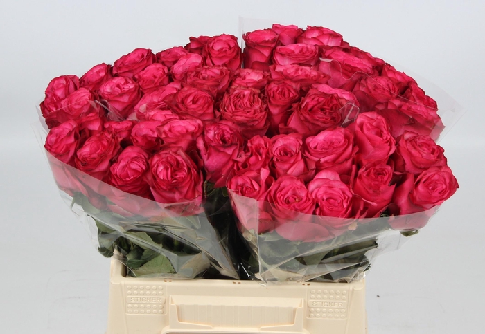 <h4>R GR PALOMA ROYALE</h4>