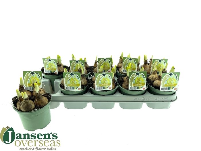 <h4>NARC D WESTWARD</h4>