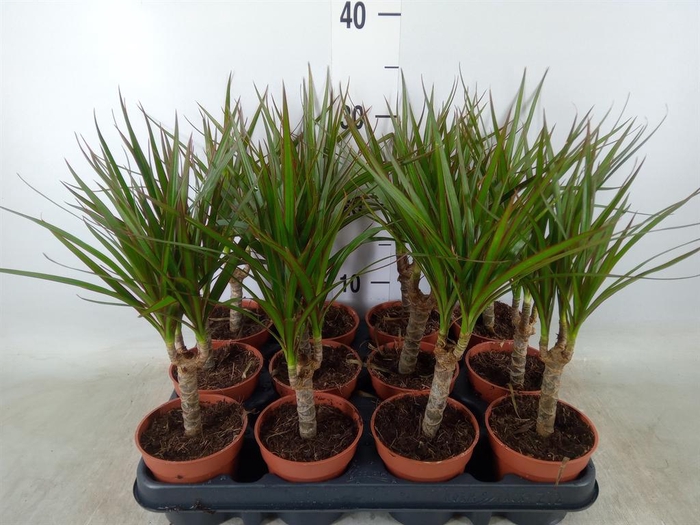 <h4>Dracaena marg.</h4>
