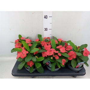 Euphorbia milii 'Cardinal'