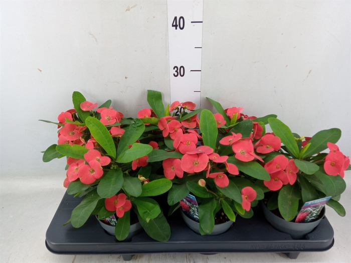 <h4>Euphorbia milii 'Cardinal'</h4>