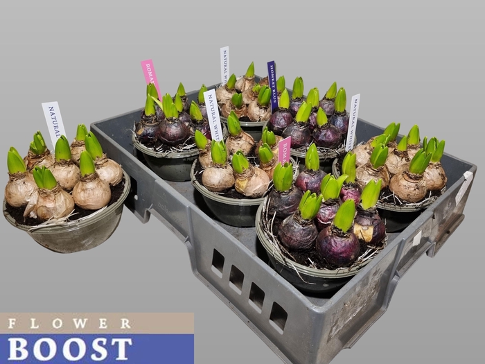 <h4>Hyacin Pear Gem 4 Kl</h4>