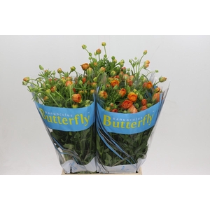 Ranunculus Butterfly Phosphorus