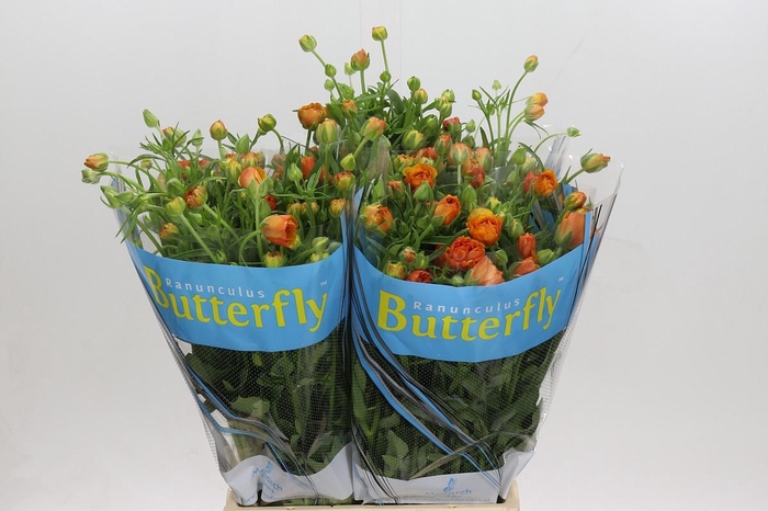 <h4>Ranunculus Butterfly Phosphorus</h4>