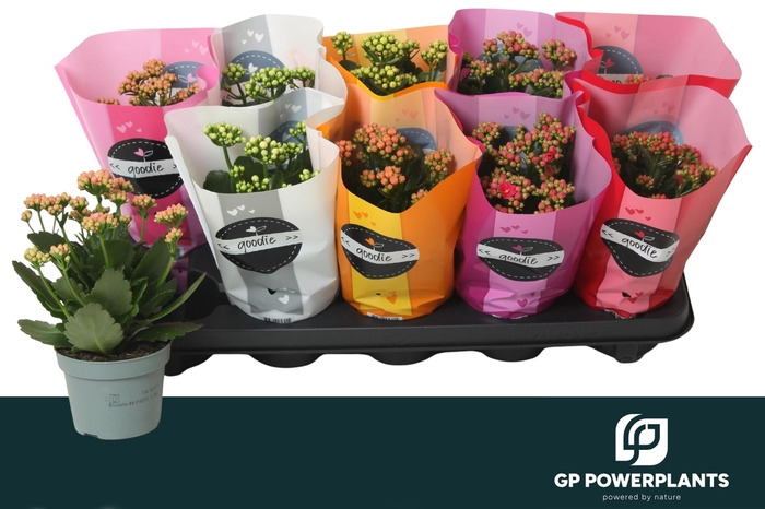 <h4>KAL GE PERF GEM 5 KL</h4>