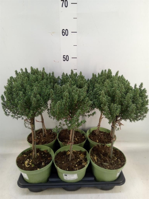 <h4>Thymus vulgaris</h4>
