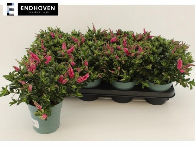 <h4>HEBE HEBEPETITA PINK</h4>