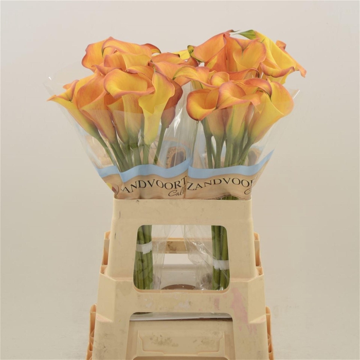 <h4>Calla Odeon | Dubbelbloemig</h4>