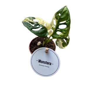 Monstera Adansonii Variegata