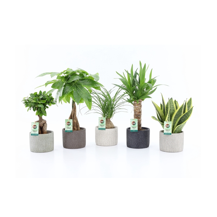 <h4>Easy to Care Mix in Classic Stone</h4>