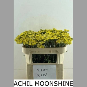 ACHIL MOONSHINE