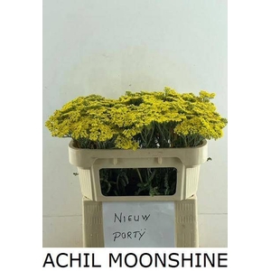 ACHIL MOONSHINE
