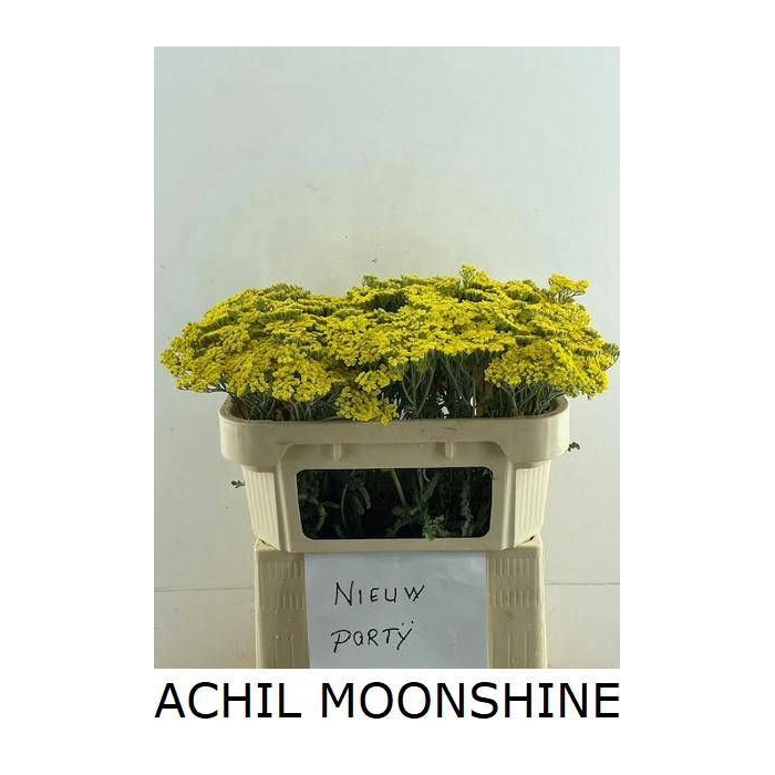 <h4>ACHIL MOONSHINE</h4>