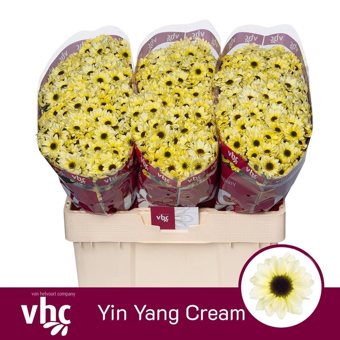 <h4>Chr San Yin Yang Cream</h4>