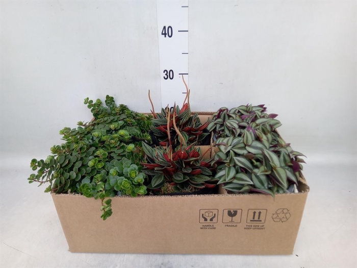 <h4>Arr.   Kamerplant Groen L%</h4>