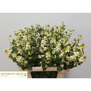 Sympho Mag Lemo Lime