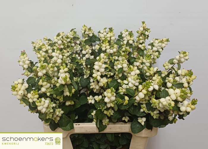 <h4>Sympho Mag Lemo Lime</h4>