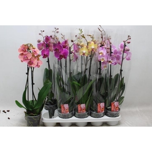 PHAL GEM 7 KL