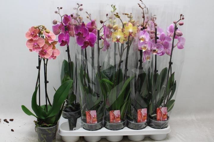 <h4>PHAL GEM 7 KL</h4>