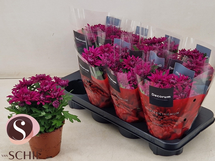 <h4>CHRYS CHRYST PURPLE</h4>