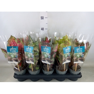 Caladium   ...mix