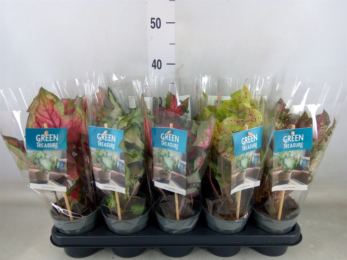 <h4>Caladium   ...mix</h4>
