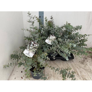 EUCAL CINEREA