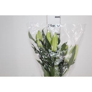 LIRIO ROSELILY ARETHA 080 CM DOBRADO HT 3/4 FLS BRANCO