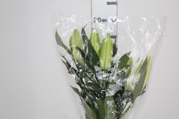 <h4>LIRIO ROSELILY ARETHA 080 CM DOBRADO HT 3/4 FLS BRANCO</h4>