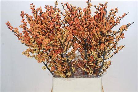 <h4>Ilex Cresgold</h4>