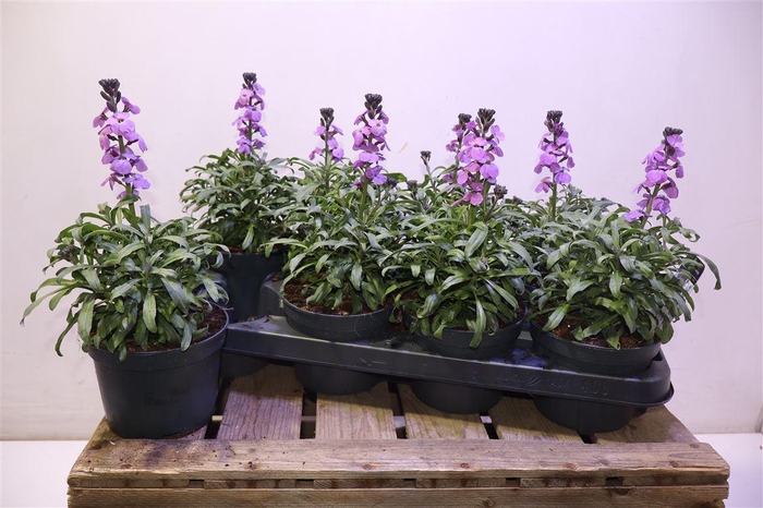 <h4>Erys Bowles Mauve</h4>