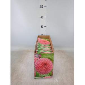 Dahlia   ...flowerbulbs