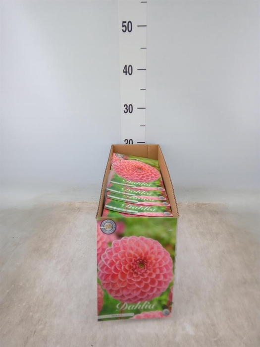 <h4>Dahlia   ...flowerbulbs</h4>