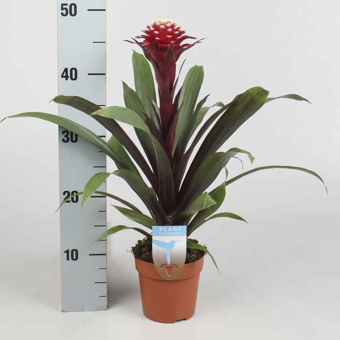 <h4>Guzmania  'Francesca'</h4>