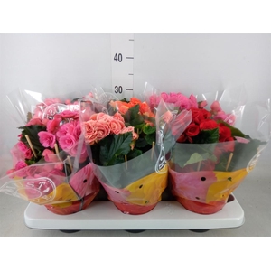 Begonia elat. DU   ...mix