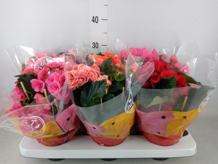 <h4>Begonia elat. DU   ...mix</h4>