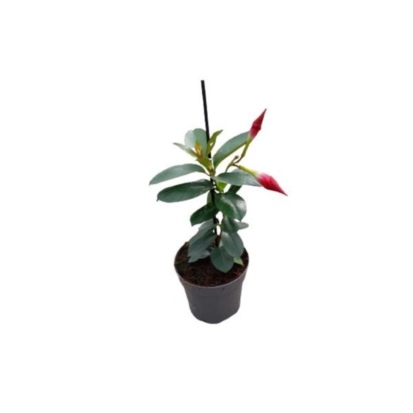 <h4>Dipladenia 'Rio' Dark Red</h4>