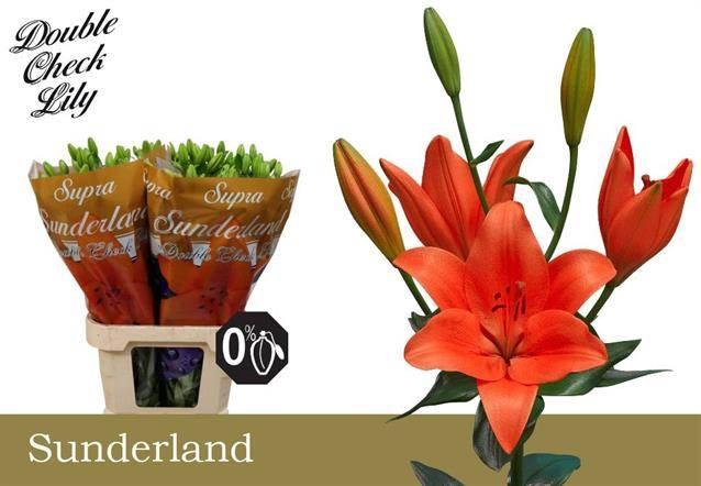 <h4>Lilium LA Sunderland</h4>