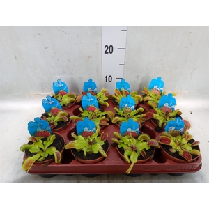 Dionaea muscipula