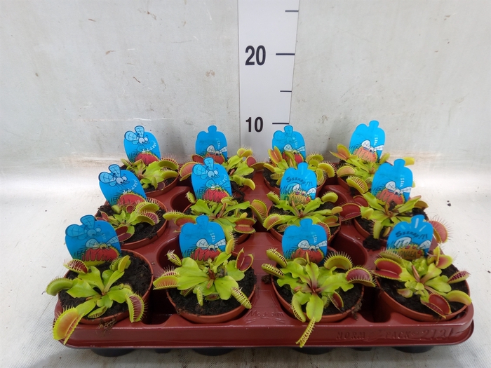 <h4>Dionaea muscipula</h4>