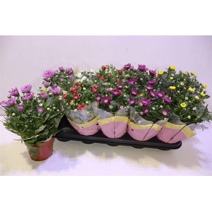 arr8 Chrys Gevuldbl Gem