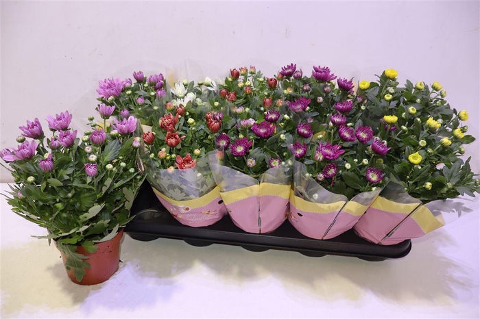 <h4>Chrys Gevuldbl Gem</h4>