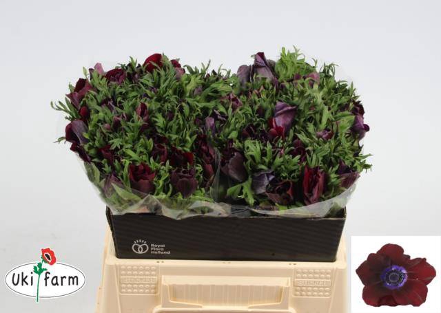 <h4>Anemone Galil Bordeaux</h4>