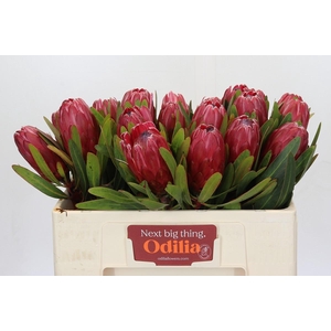 Protea Red Ice