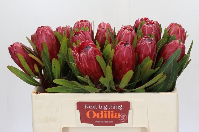 <h4>Protea Red Ice</h4>