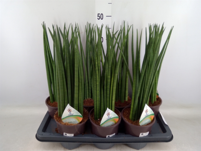 <h4>Sansevieria bacularis</h4>