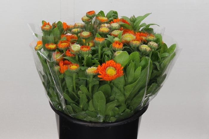 Calendula Orange