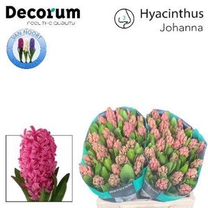 Hyac Johanna 2x25