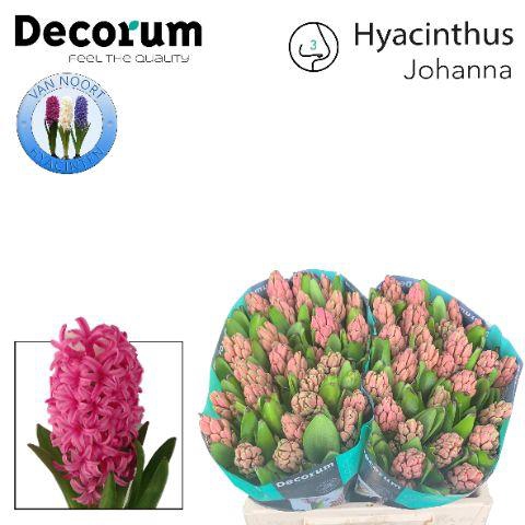 <h4>HYAC JOHANNA 2x25</h4>